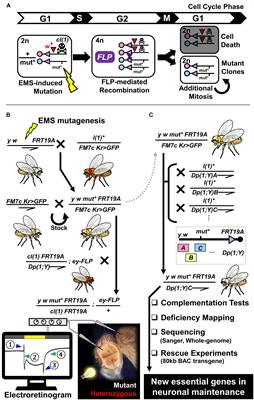 Unraveling Novel Mechanisms of Neurodegeneration Through a Large-Scale Forward Genetic Screen in Drosophila